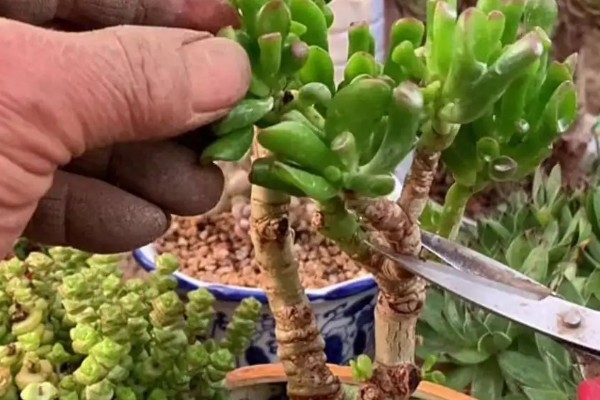 吸财树的修剪方法,剪除长势弱或过高的枝条