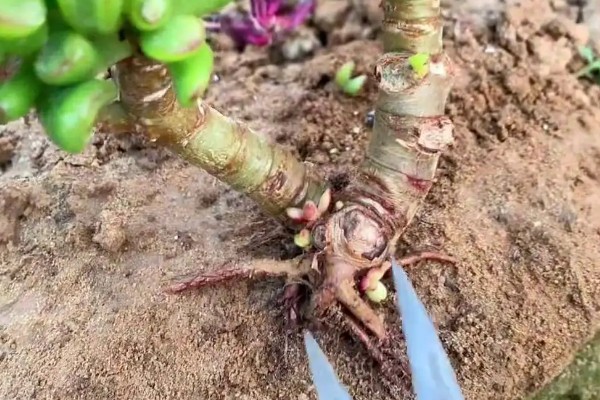 吸财树的修剪方法,剪除长势弱或过高的枝条