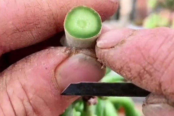 吸财树的修剪方法,剪除长势弱或过高的枝条