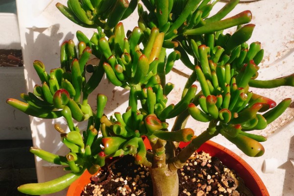 吸财树的修剪方法,剪除长势弱或过高的枝条