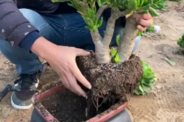 吸财树的修剪方法,剪除长势弱或过高的枝条