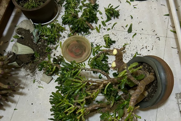 吸财树的修剪方法,剪除长势弱或过高的枝条