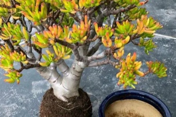 吸财树的修剪方法,剪除长势弱或过高的枝条