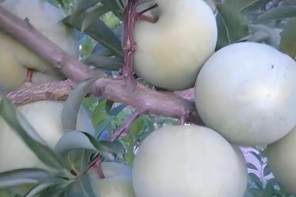 美国布朗李的栽培技术,施肥基肥以秋实为好