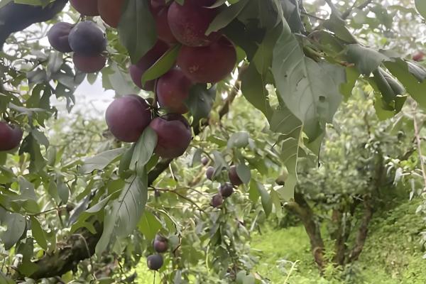 美国布朗李的栽培技术,施肥基肥以秋实为好