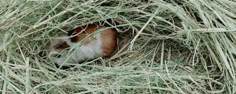 兔子为什么会叼草铺窝，可能是在为备孕做准备