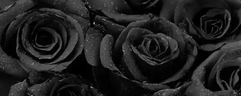 黑玫瑰有什么花语，代表极致的爱、虚伪等含义