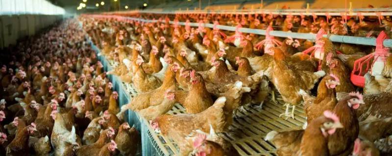 成年肉鸡的全价饲料配方，有以下2种方案