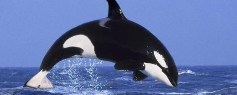虎鲸的生殖方式，生殖方式为胎生