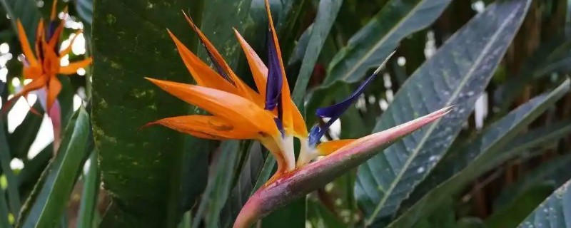 天堂鸟叶子焦边是什么原因,可能是水分不足所致