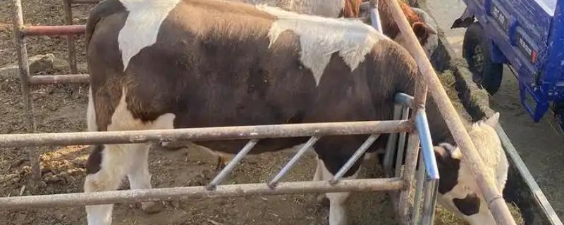 牛不喝水的原因，可能是患有瘤胃积食等疾病