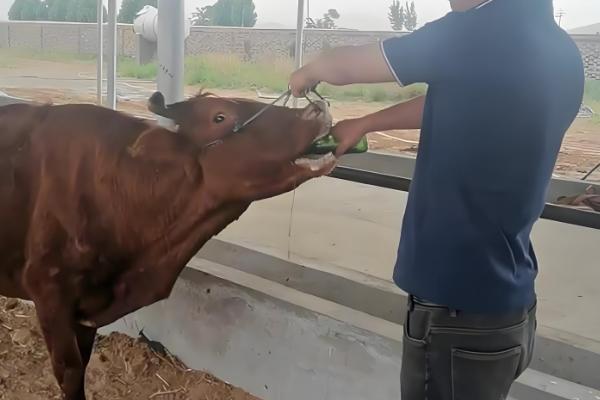 牛吃了塑料怎么治疗，灌服硫酸镁或硫酸钠溶液，促进塑料排出
