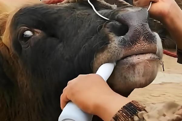 牛吃了塑料怎么治疗，灌服硫酸镁或硫酸钠溶液，促进塑料排出