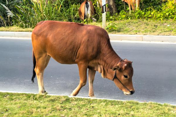 牛吃了塑料怎么治疗，灌服硫酸镁或硫酸钠溶液，促进塑料排出
