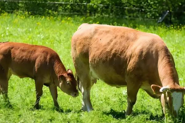 牛吃了塑料怎么治疗，灌服硫酸镁或硫酸钠溶液，促进塑料排出