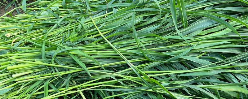 夏季养羊适合栽培什么草，苏丹草、苜蓿草等品种是适宜选择