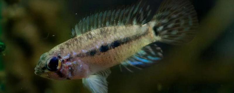 蒙面皇冠短鲷好不好养，具有一定难度不适合新手