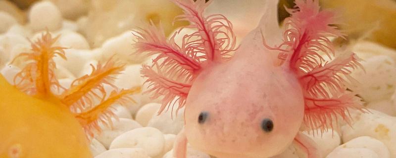 六角恐龙鱼吃小鱼吗，有可能会吃小鱼