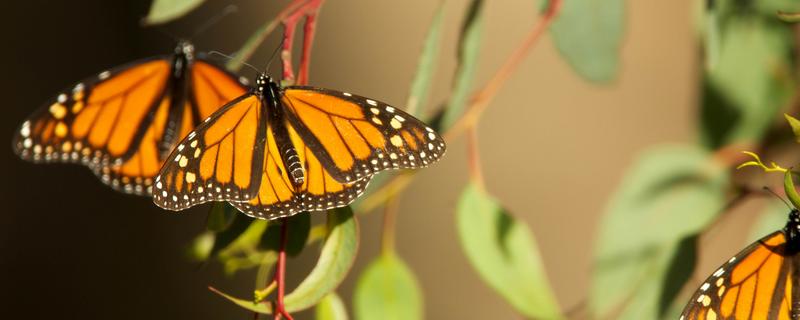 蝴蝶属于鸟类还是昆虫，被划分到节肢动物门、昆虫纲