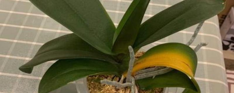 蝴蝶兰夏天叶子发黄的原因，可能是水分不足所致