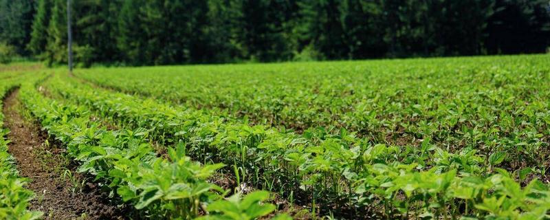 黄豆长势过旺如何处理,喷施多效唑可控制旺长