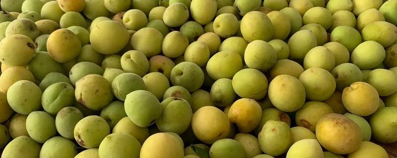 酸梅有哪些，常见大青梅、大花梅等品种