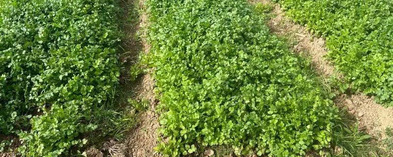 北方种香菜的时间，3-4月份、9月份均可栽培