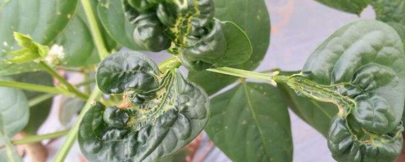 豆角长蚜虫如何解决，喷洒辣椒水能起到驱赶效果
