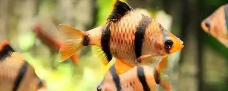 虎皮鱼好不好养，适宜在高温高氧的水中生存