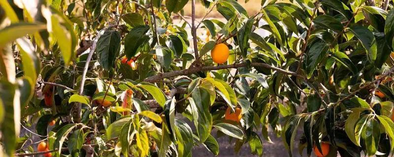 柿子树怎么管理，萌芽前和开花前后各灌一次水