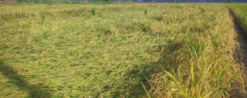 水稻倒伏后怎么办,严重倒伏时可扶稻扎把