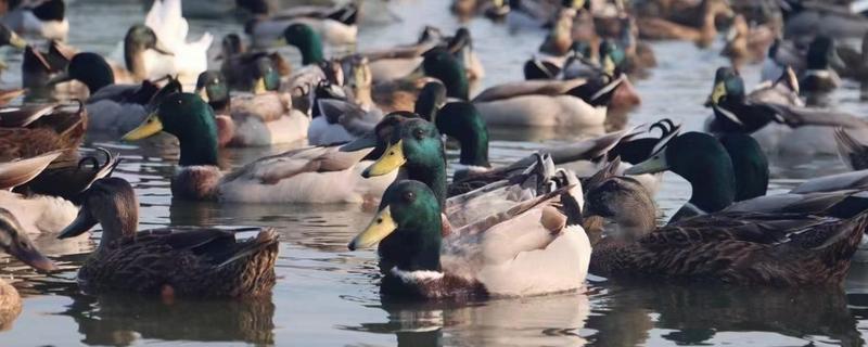 野鸭子的养殖方法，一周龄以后可让它们下水