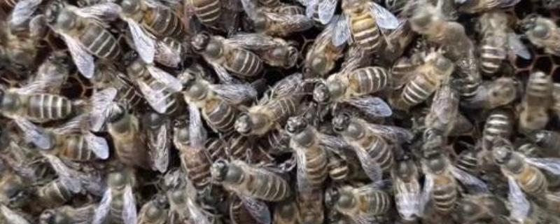 如何辨别中蜂阿坝王，可以从外形及产地辨别