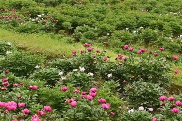 芍药种子如何保存,可冷藏储存也可沙埋保存