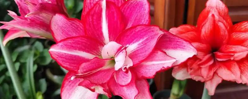 朱顶红断水休眠时间，从11月份开始休眠