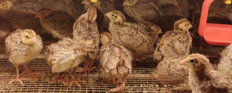 鹌鹑飞走了会不会回来，人工繁育的鹌鹑一般会失去归巢能力