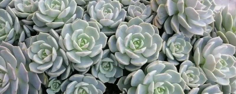 多肉夏季能不能淋雨，短时间内可以淋蒙蒙细雨