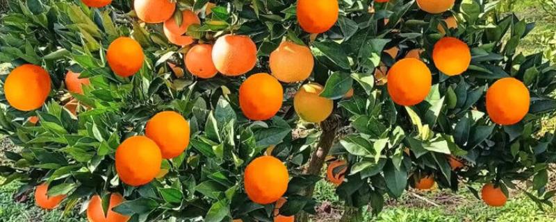 脐橙树叶发黄掉叶的原因，浇水、施肥和修剪不当都会造成