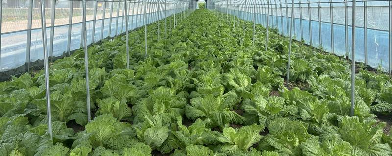 早春冷棚大白菜怎么种植，气温低于5℃时要将门窗密封严实