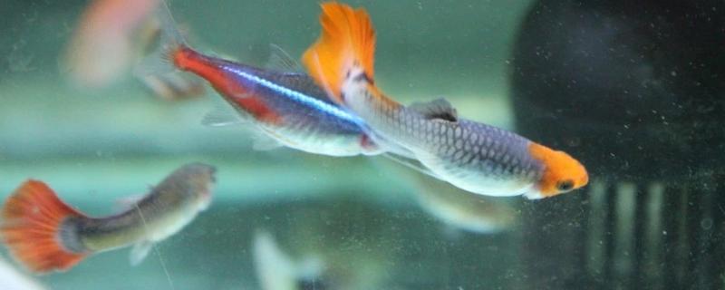 混养孔雀鱼要注意什么，混养品种的习性、体型等方面需接近孔雀鱼