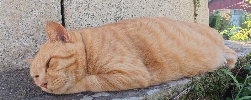 猫咪脂肪肝怎么预防,确保它正常进食是重中之重