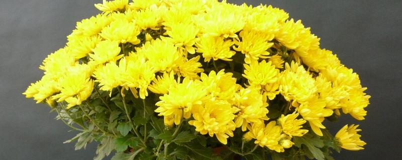 菊花盆栽方法,夏季高温时养在阴凉处