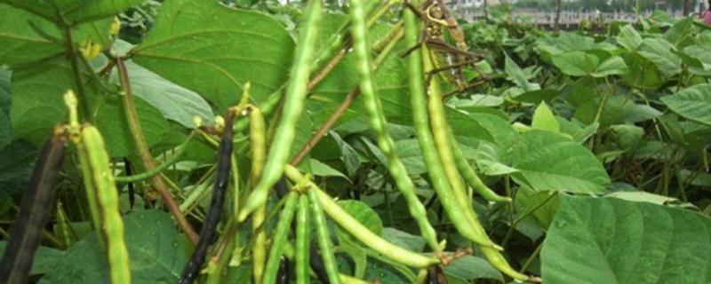 我国的绿豆产于哪里,主产于黄河流域、淮河流域及东北地区