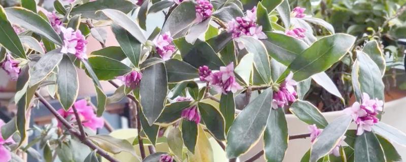 瑞香花期能不能施肥，追施肥料能让花色更鲜艳