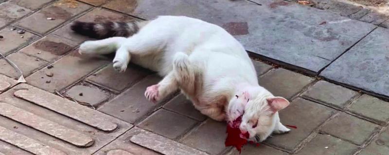 猫为什么会异常出血,主要有以下3个原因