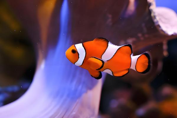 小丑鱼可以活几年，可以活到10至12年