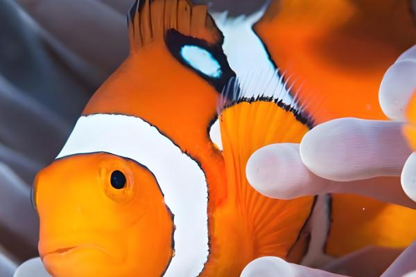 小丑鱼可以活几年，可以活到10至12年