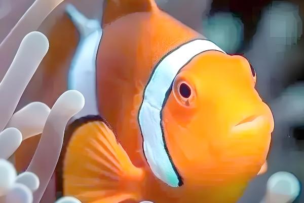 小丑鱼可以活几年，可以活到10至12年