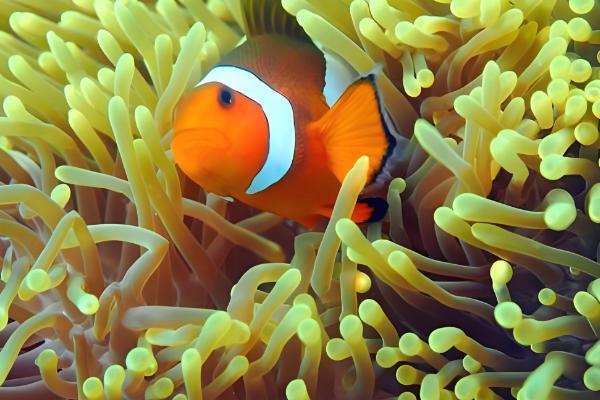 小丑鱼可以活几年，可以活到10至12年