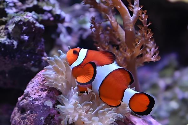 小丑鱼可以活几年，可以活到10至12年